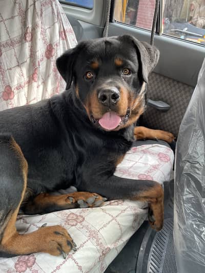 Rottweiler Male