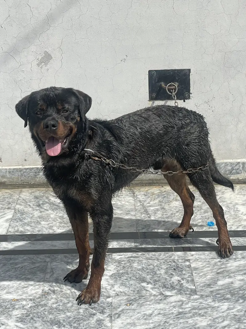 Rottweiler Male — photo 2