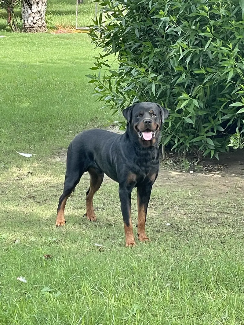 Rottweiler Male — photo 3
