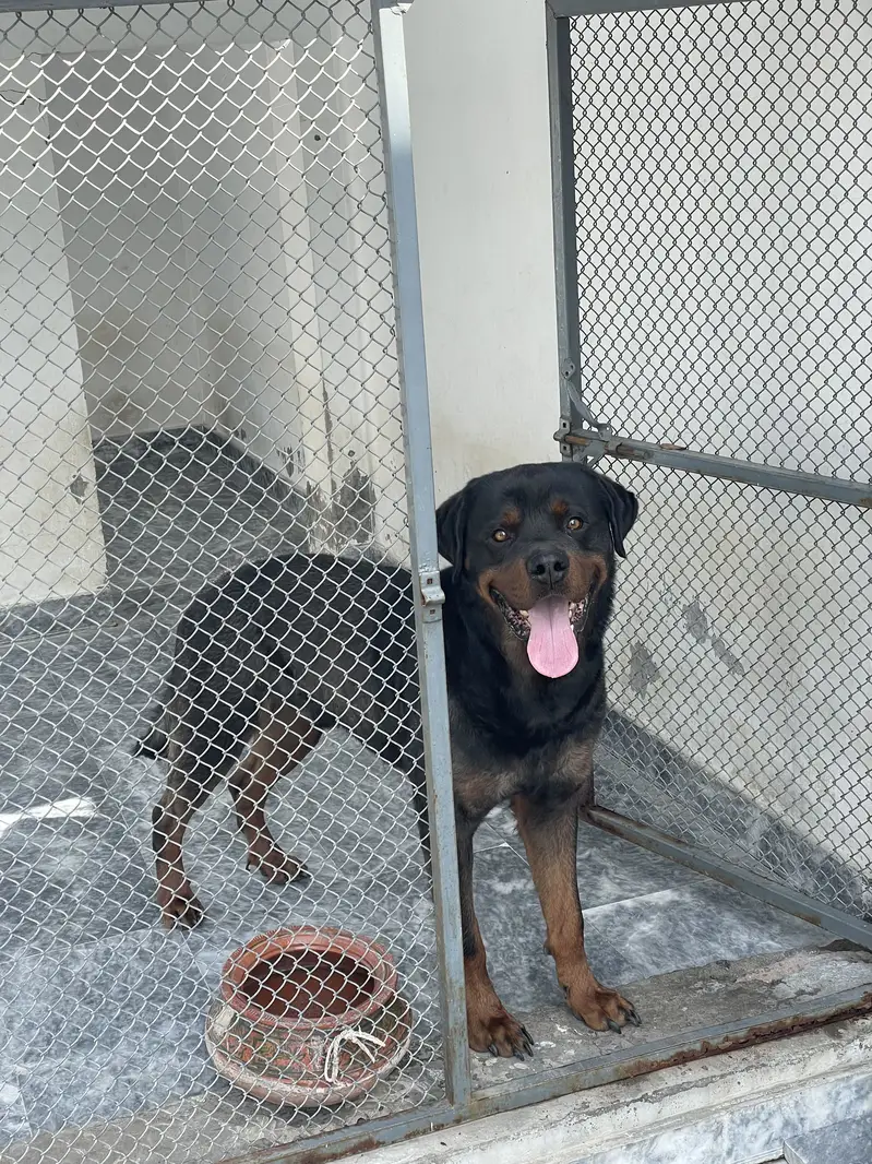 Rottweiler Male — photo 4