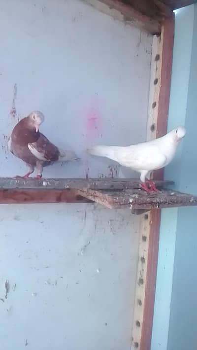low price pigeon for sale