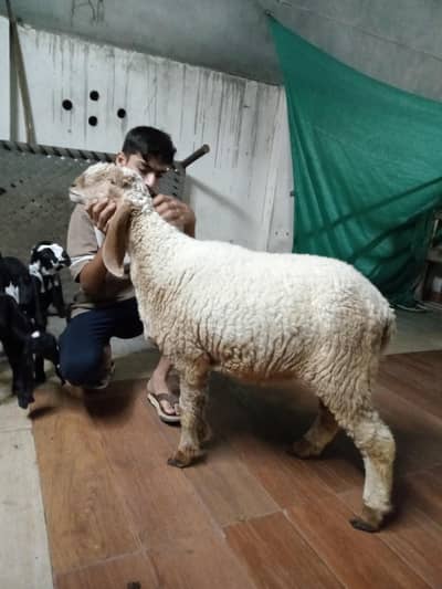 DESI BAKRA/DESI SHEEP/chatri gabban