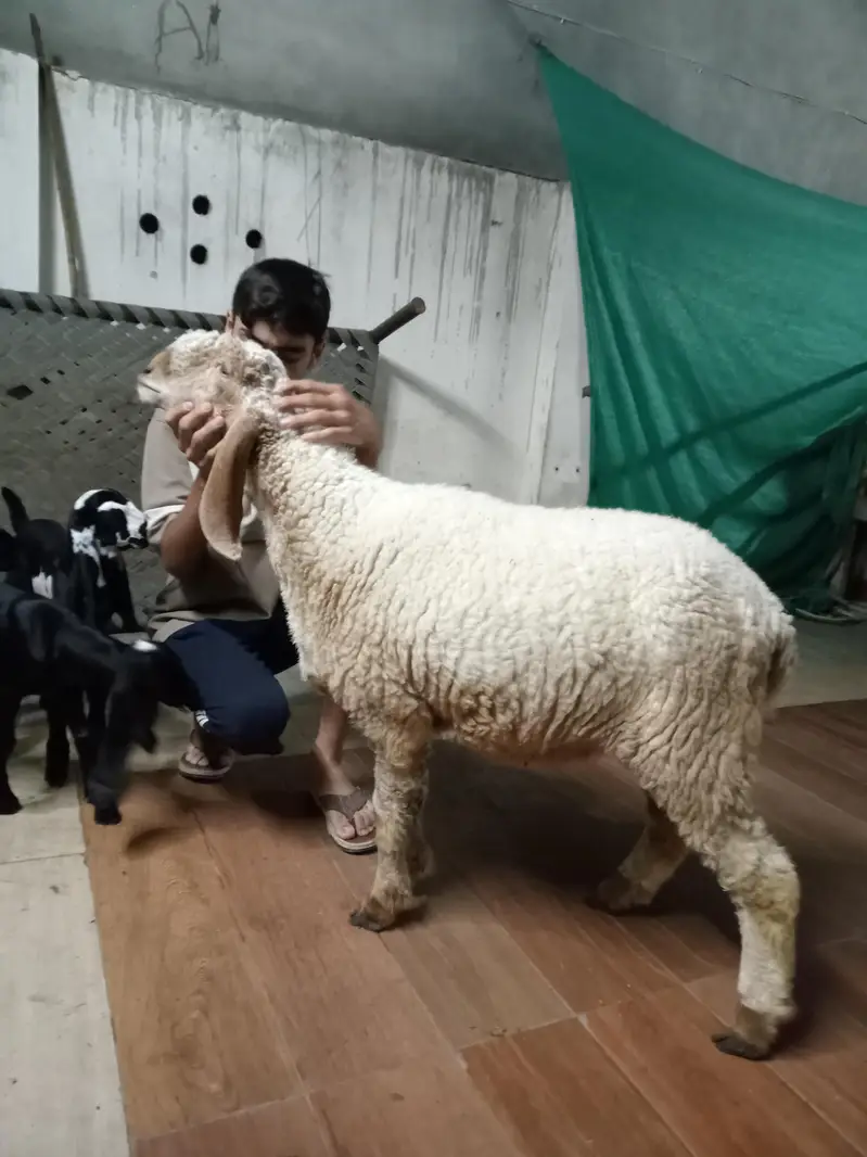 DESI BAKRA/DESI SHEEP/chatri gabban — photo 2