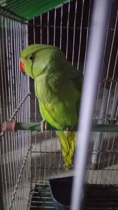 ring neck mithu fie sale