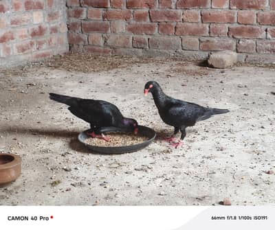black Danish Buteful bredar pair