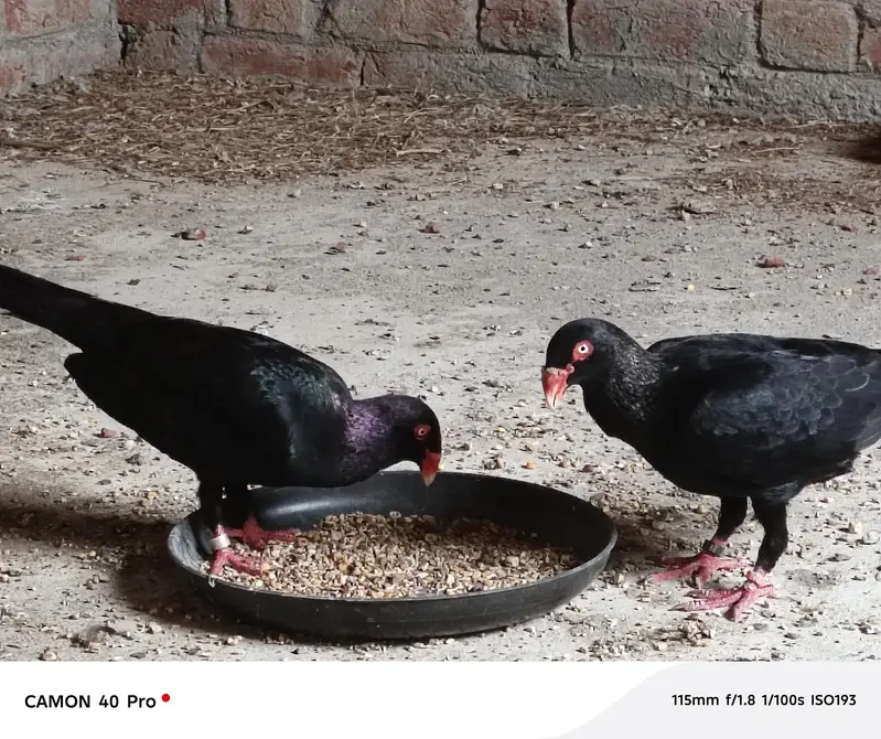 black Danish Buteful bredar pair — photo 2