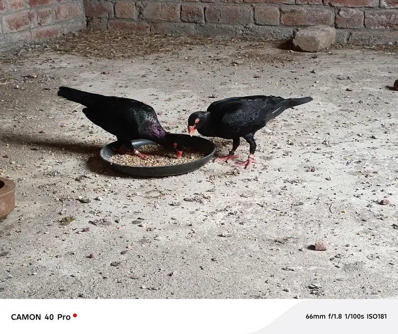 black Danish Buteful bredar pair — photo 3