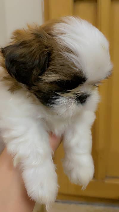 Original Pedigree Shihtzu
