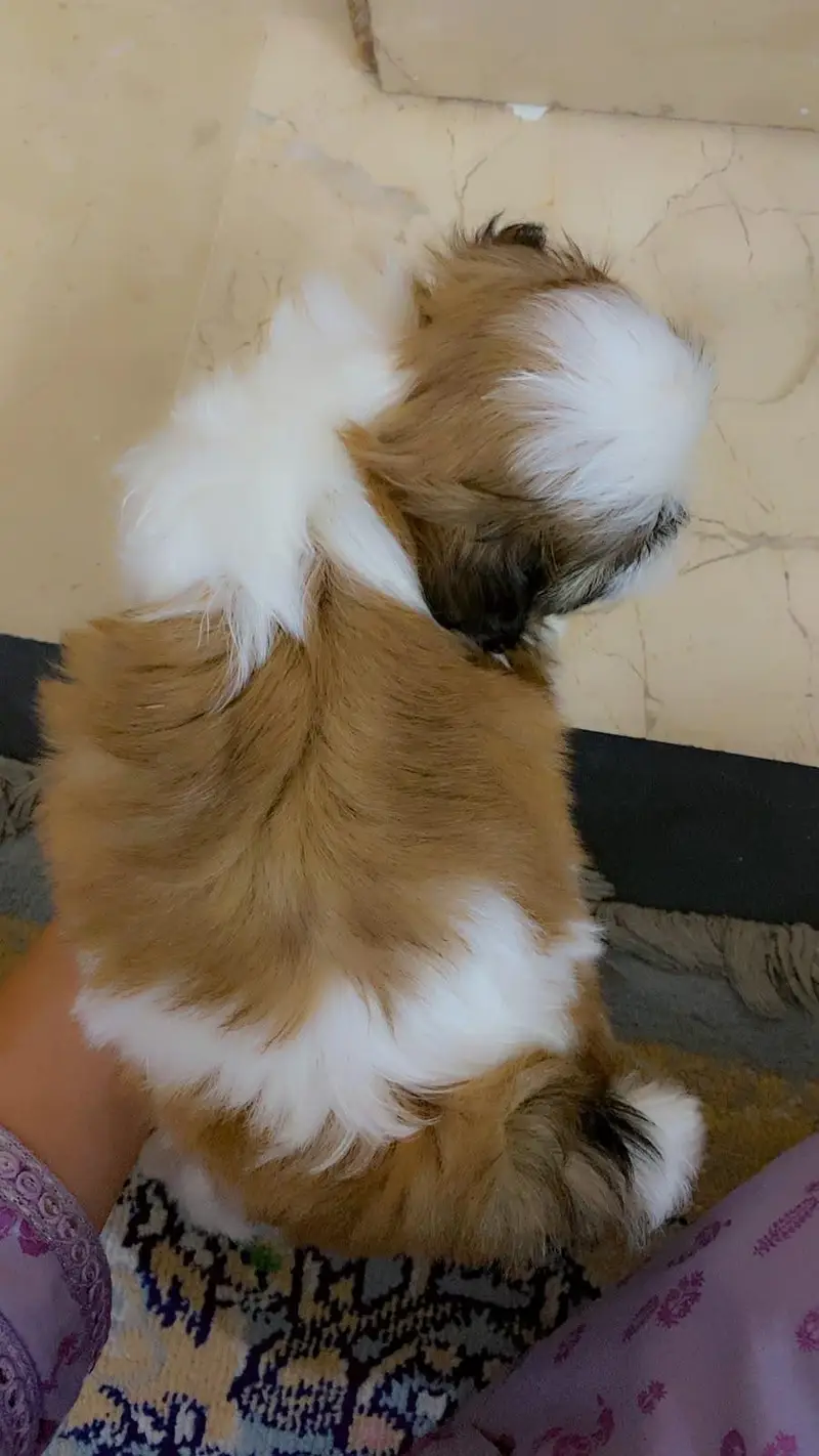 Original Pedigree Shihtzu — photo 2