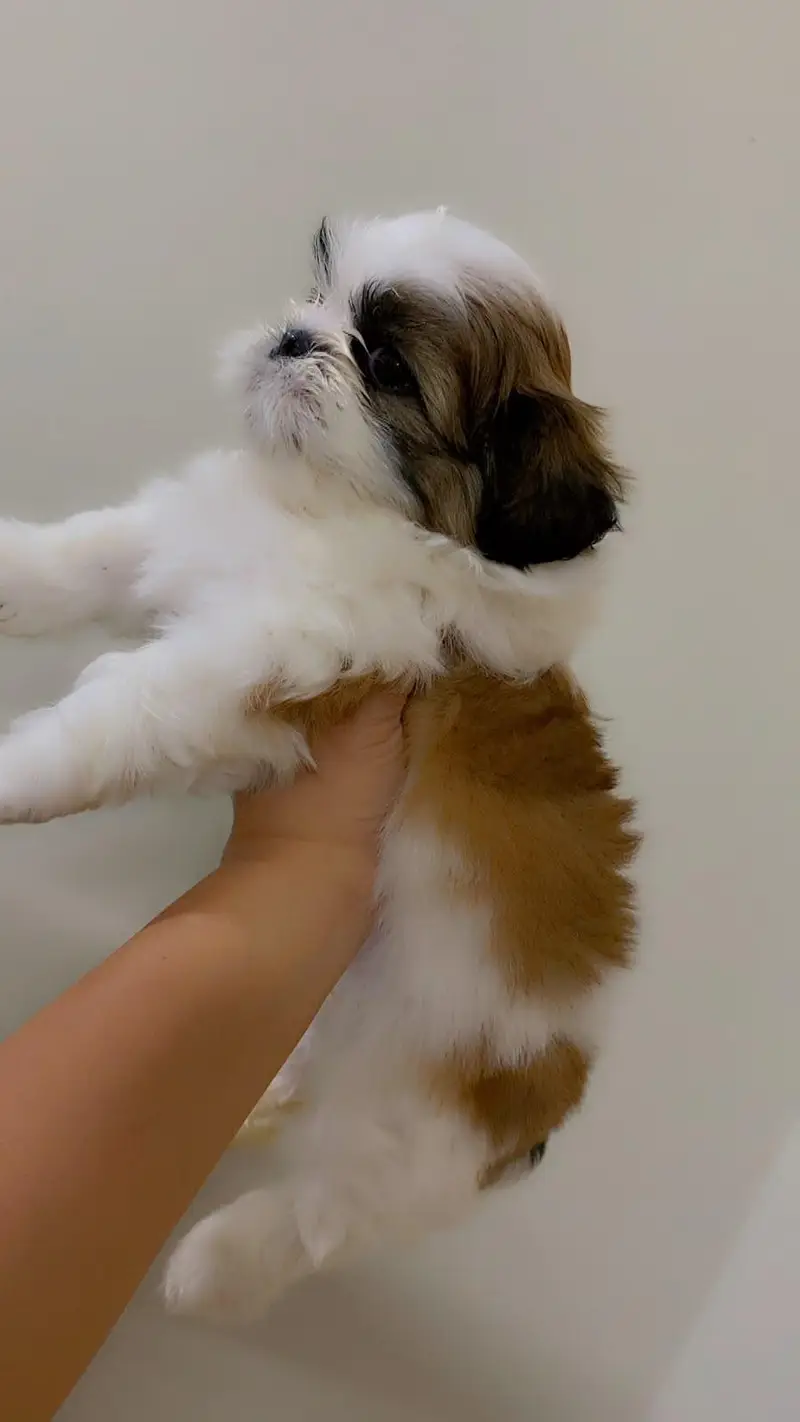 Original Pedigree Shihtzu — photo 3