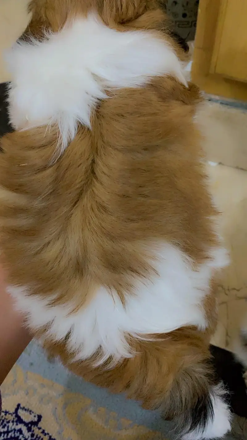Original Pedigree Shihtzu — photo 4