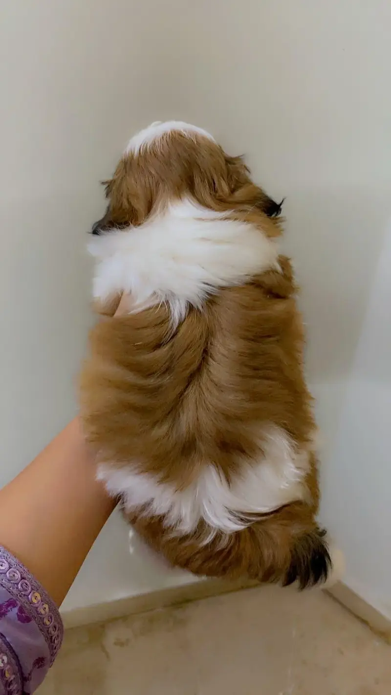 Original Pedigree Shihtzu — photo 5