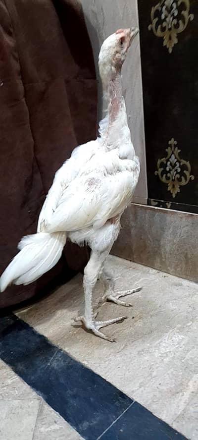 pure aseel hera chicks