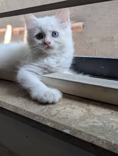 Persian Kittens Available for paid Adoption