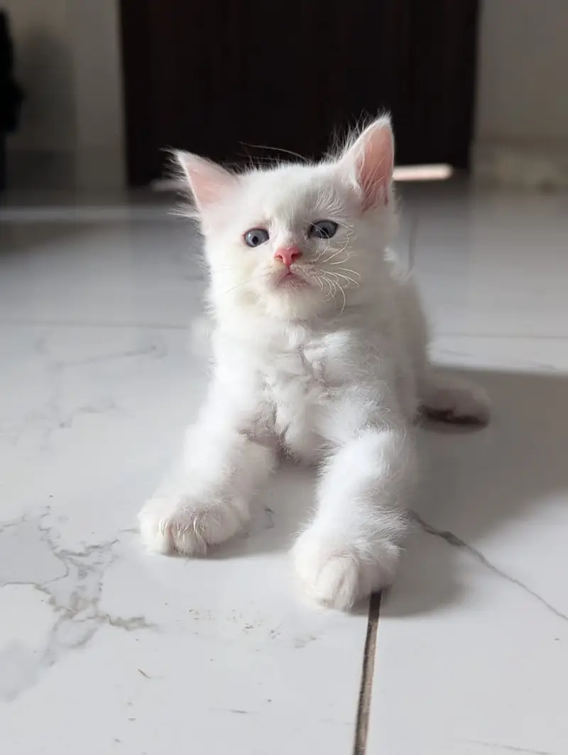Persian Kittens Available for paid Adoption — photo 2