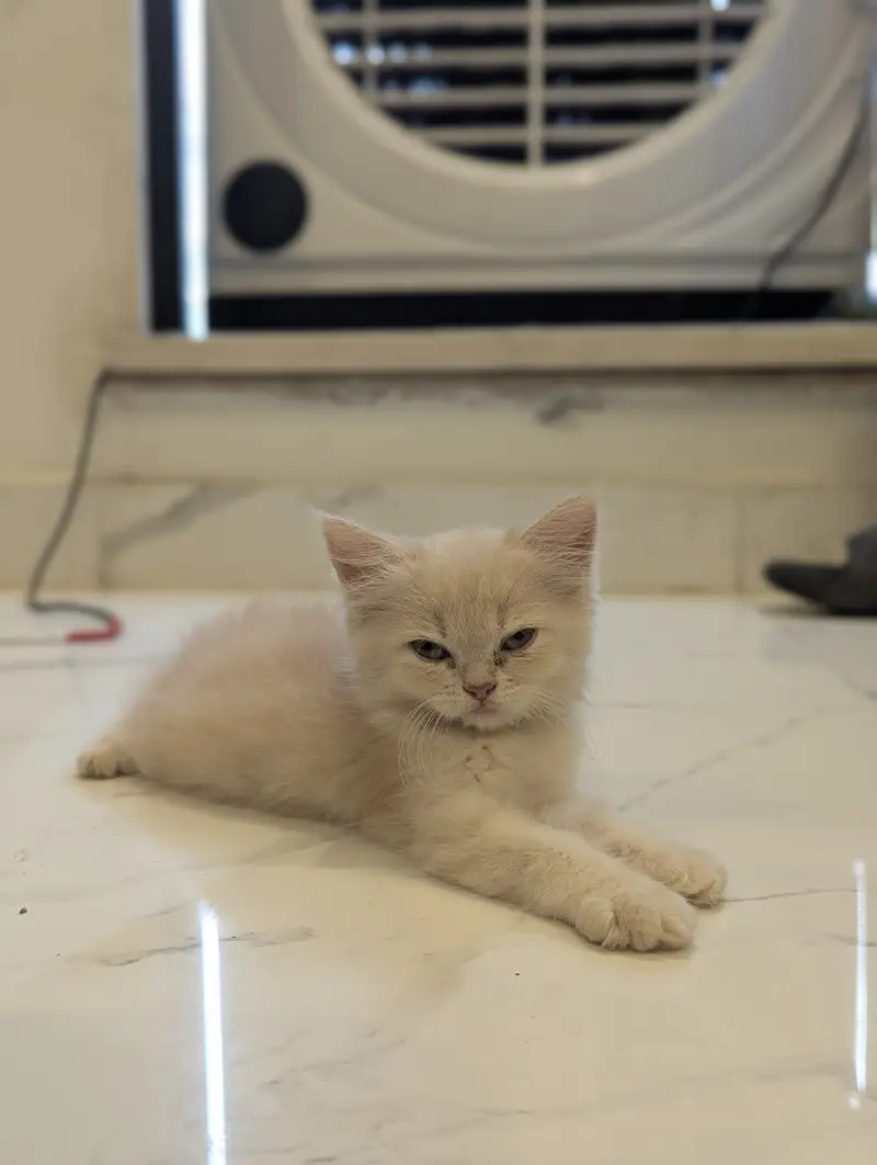 Persian Kittens Available for paid Adoption — photo 3
