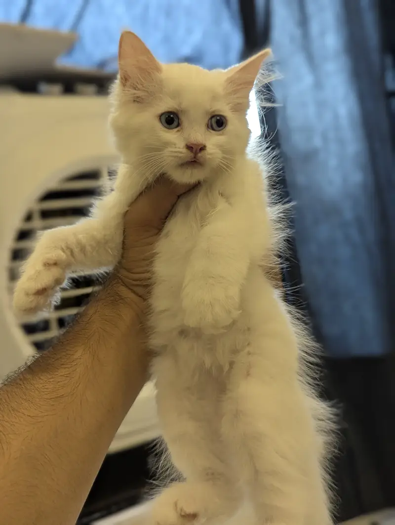 Persian Kittens Available for paid Adoption — photo 4