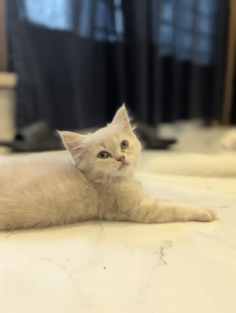 Persian Kittens Available for paid Adoption — photo 5