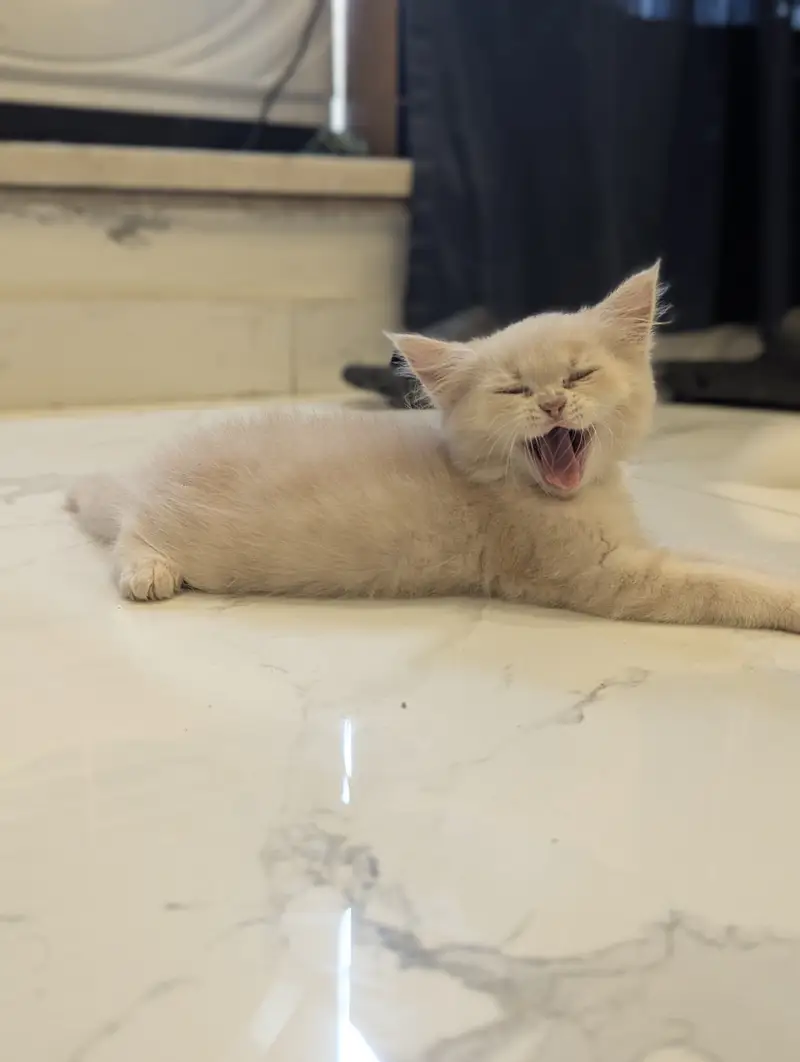 Persian Kittens Available for paid Adoption — photo 6