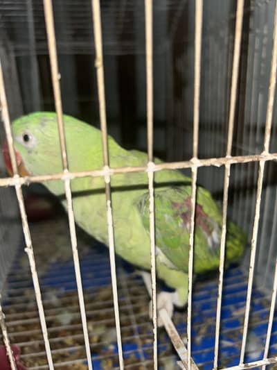 Green parrot