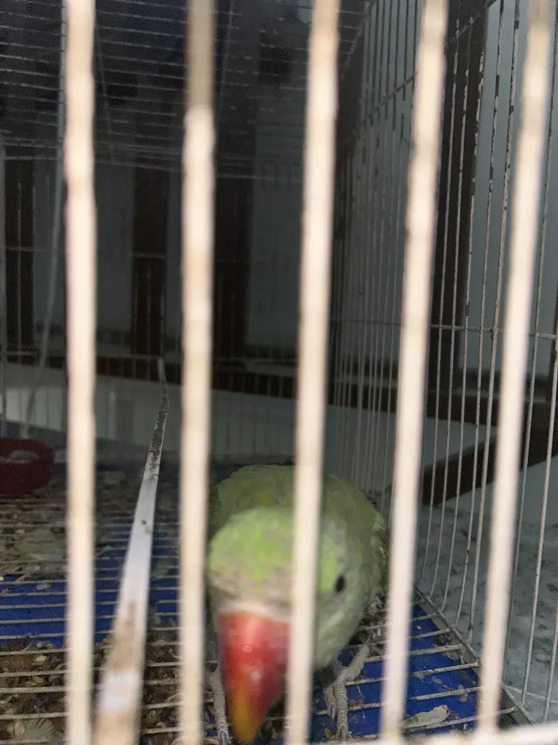 Green parrot — photo 2