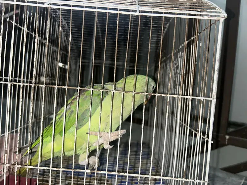 Green parrot — photo 3