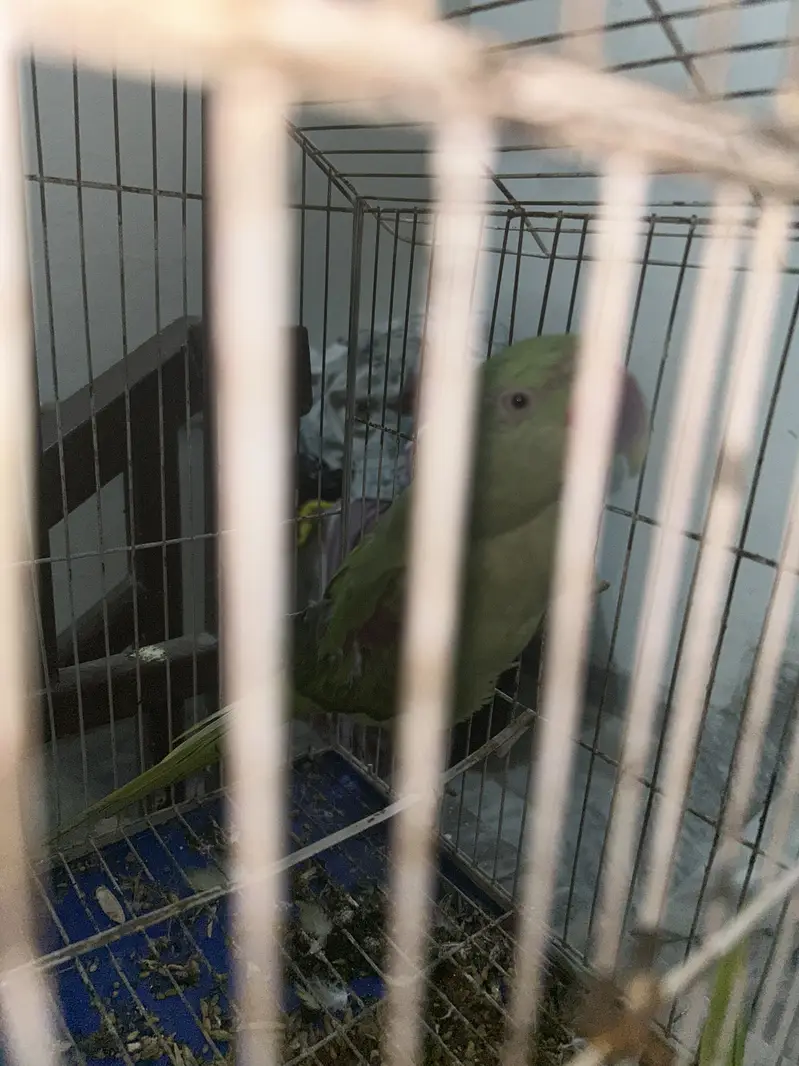 Green parrot — photo 4