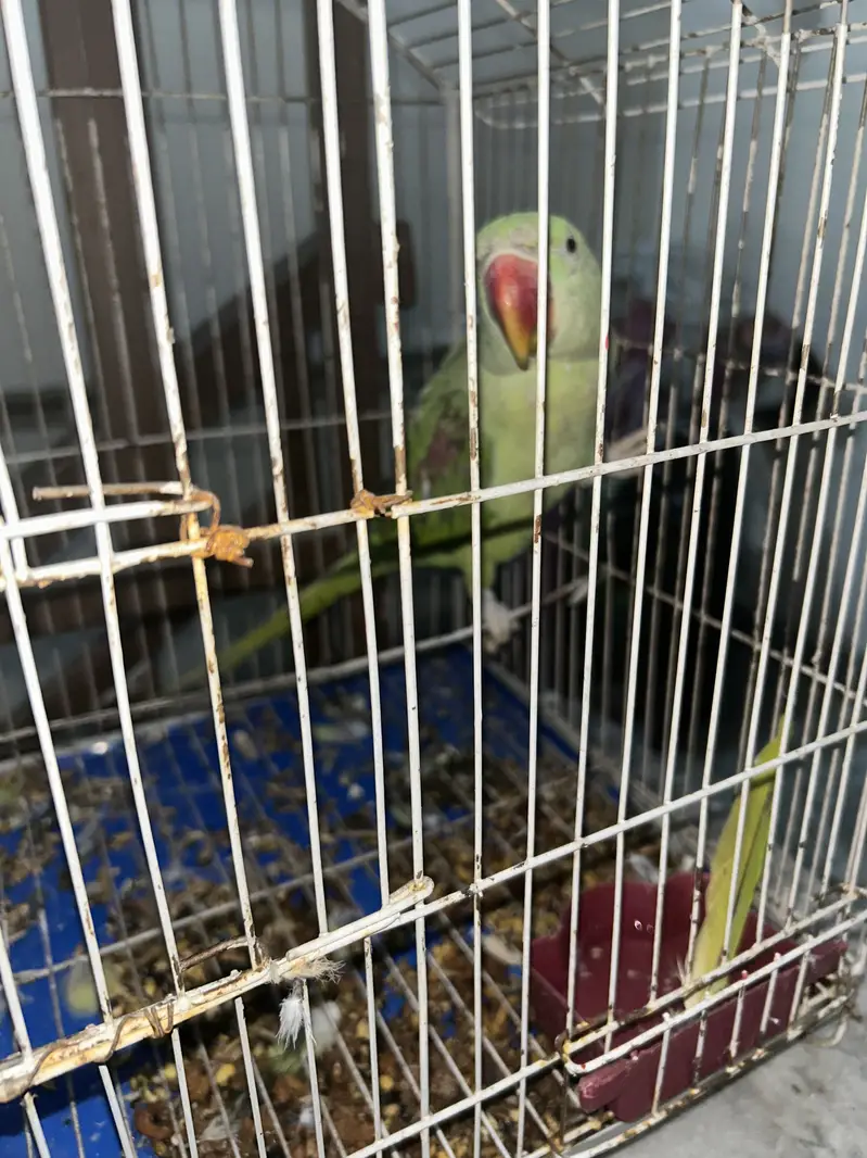 Green parrot — photo 5