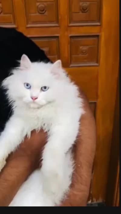 Persian cat adult