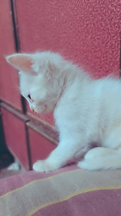 parsion cat for sale