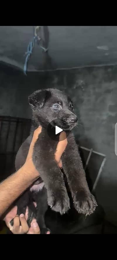 40 days old stock hair female