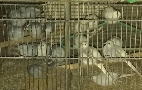White tail DOVE five breading pairs