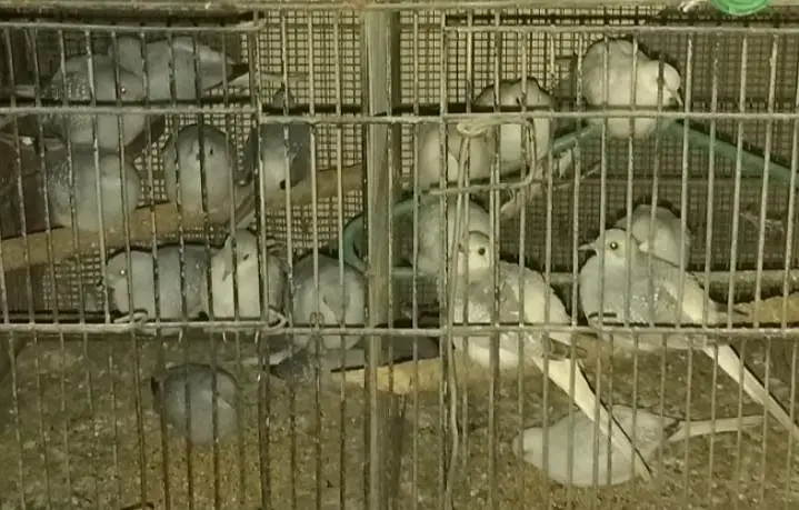 White tail DOVE five breading pairs