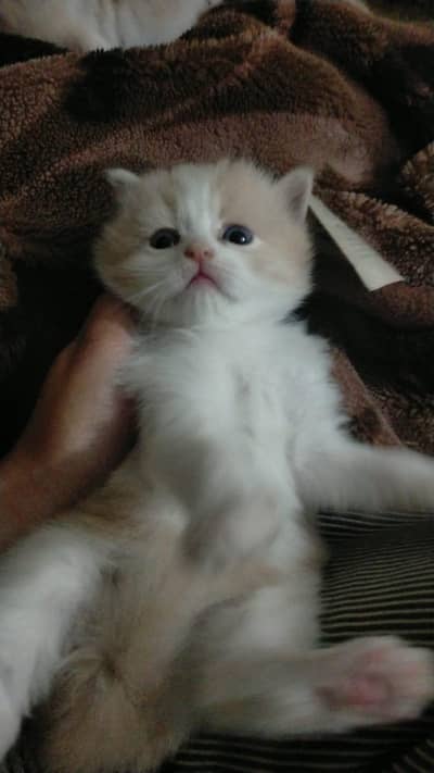 Persian kittens