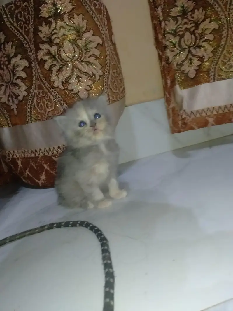 Persian kittens — photo 2