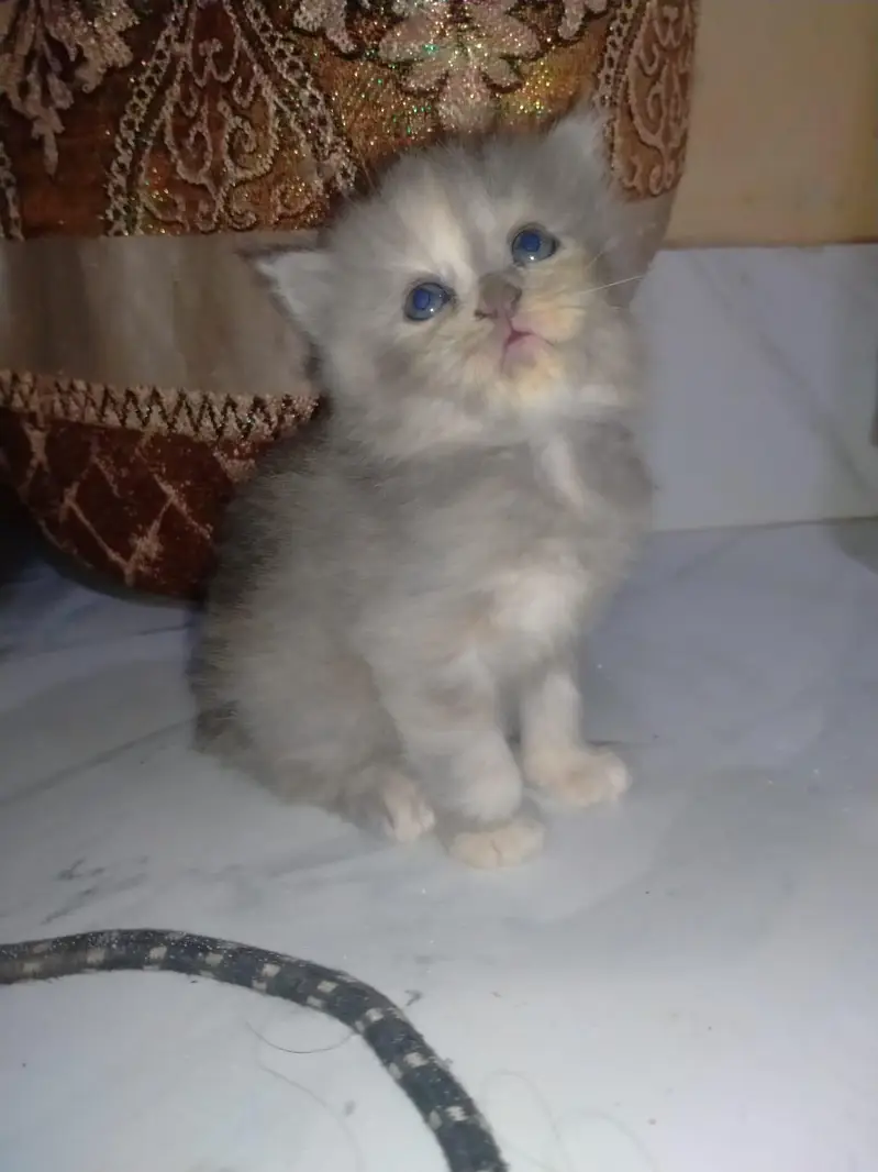 Persian kittens — photo 3