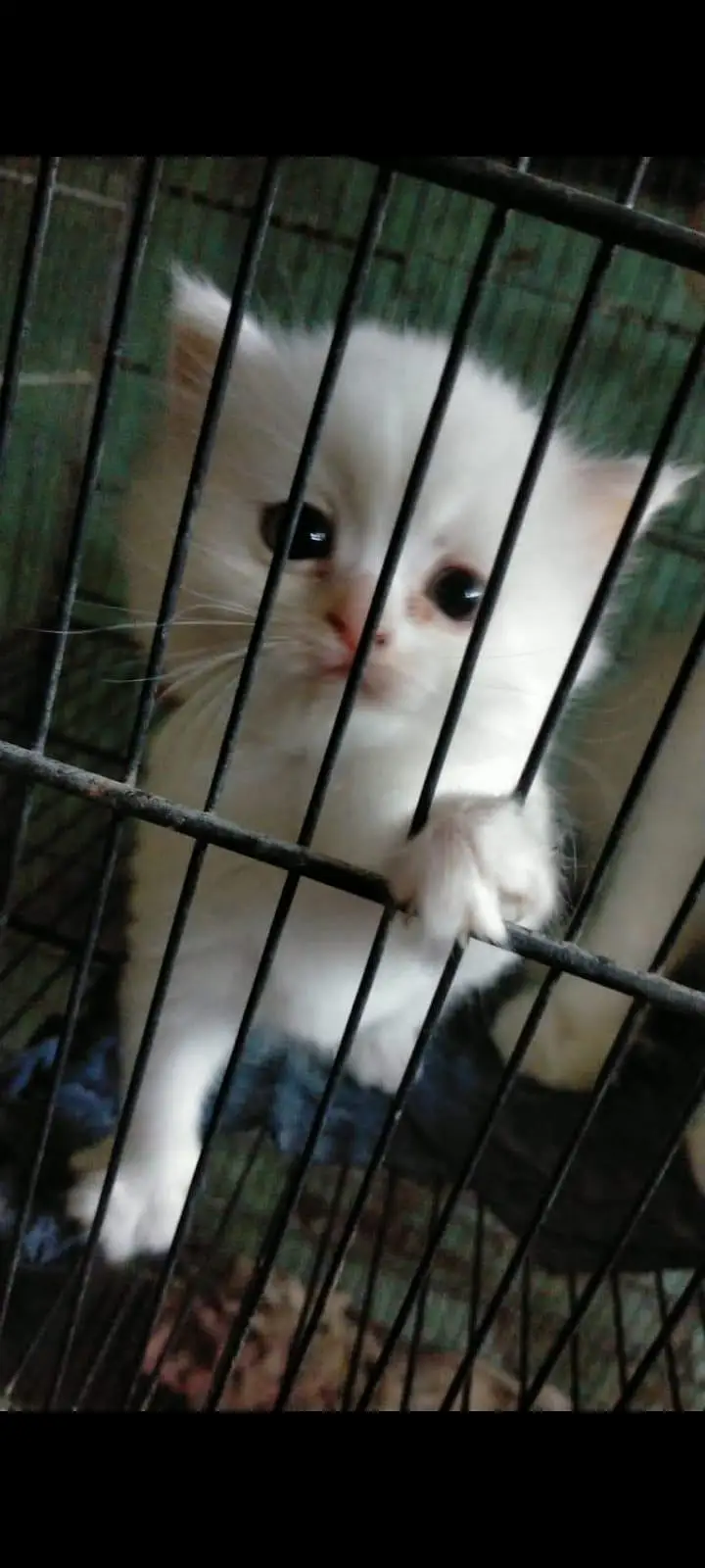 Persian kittens — photo 4