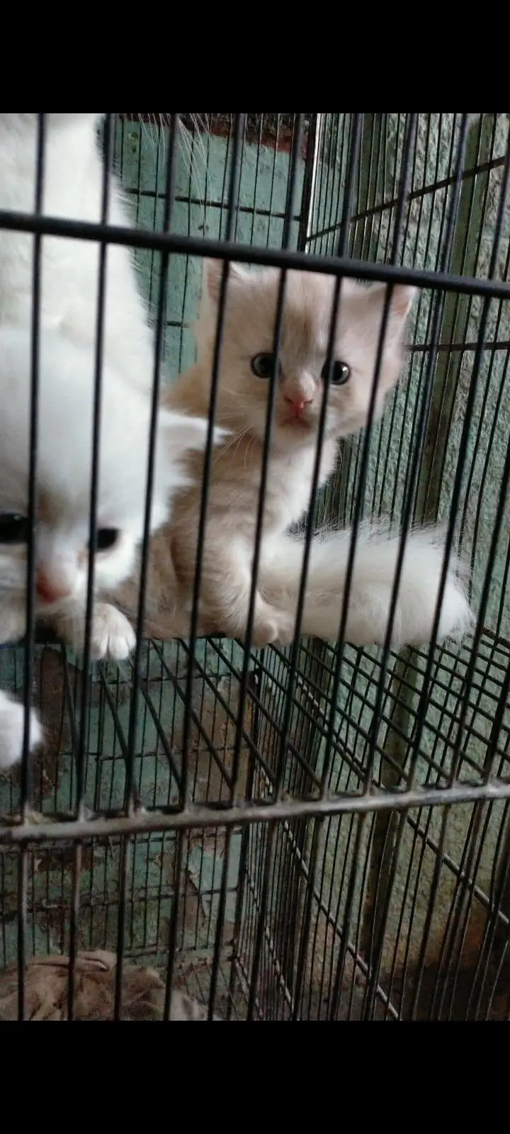 Persian kittens — photo 5