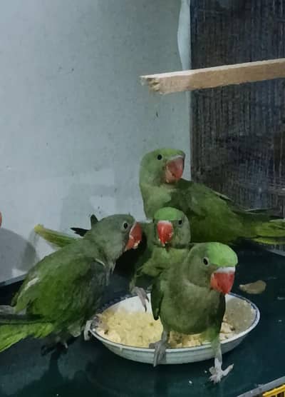 raw parrot home breeding for sale