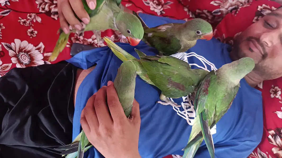 raw parrot home breeding for sale — photo 2