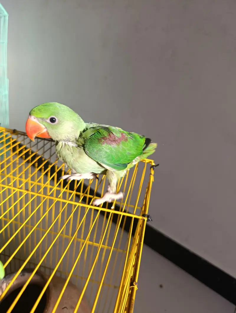 raw parrot home breeding for sale — photo 3