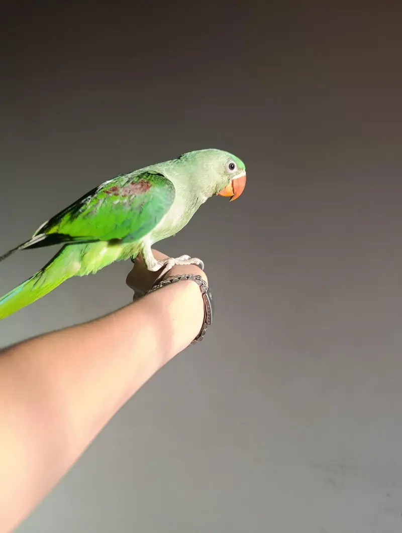 raw parrot home breeding for sale — photo 4