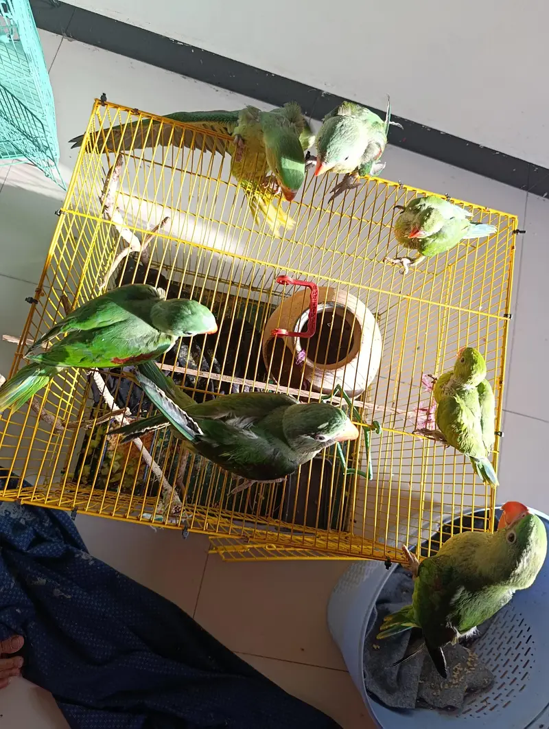 raw parrot home breeding for sale — photo 5