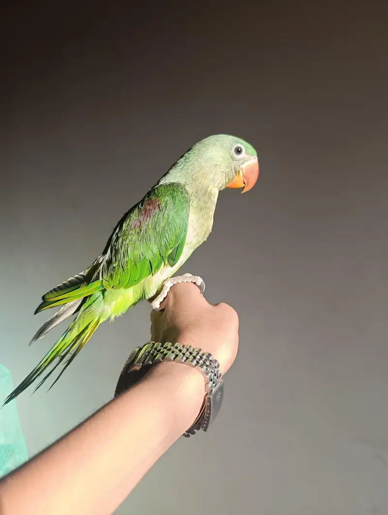 raw parrot home breeding for sale — photo 7