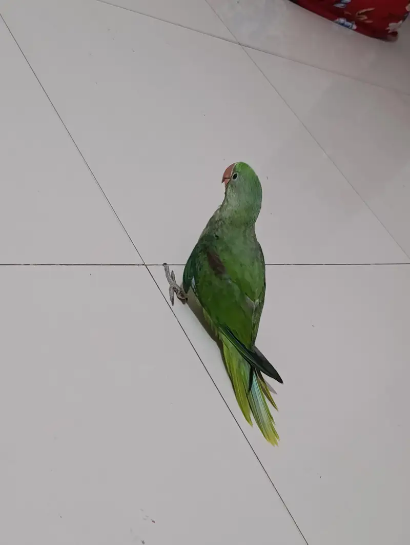 raw parrot home breeding for sale — photo 8