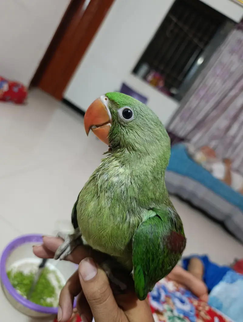 raw parrot home breeding for sale — photo 9