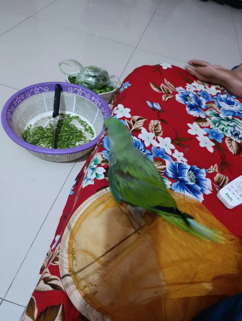 raw parrot home breeding for sale — photo 10
