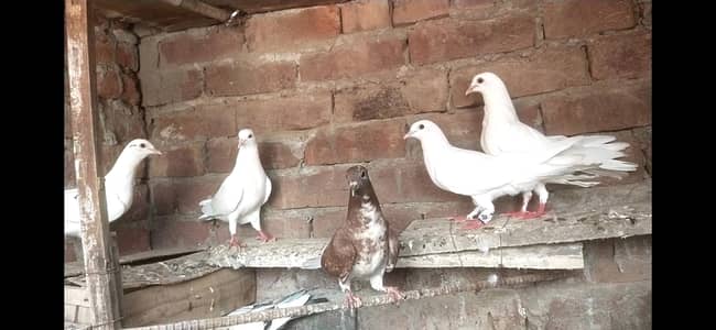 sherazi bachy for sale par pice 500