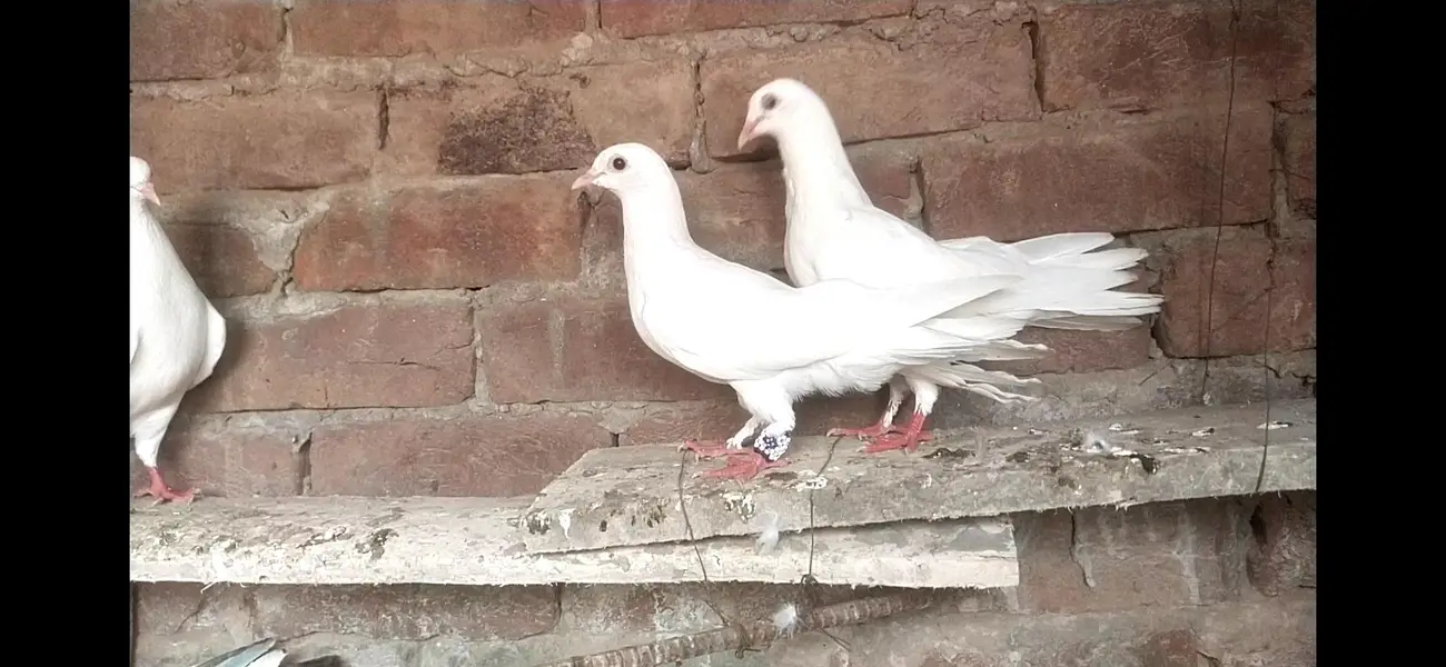 sherazi bachy for sale par pice 500 — photo 2