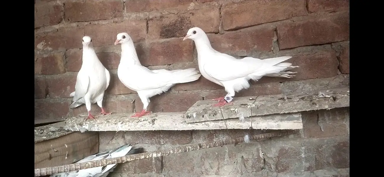 sherazi bachy for sale par pice 500 — photo 3